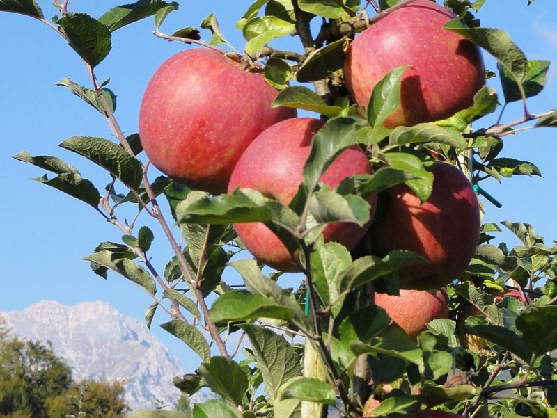 Obstbau